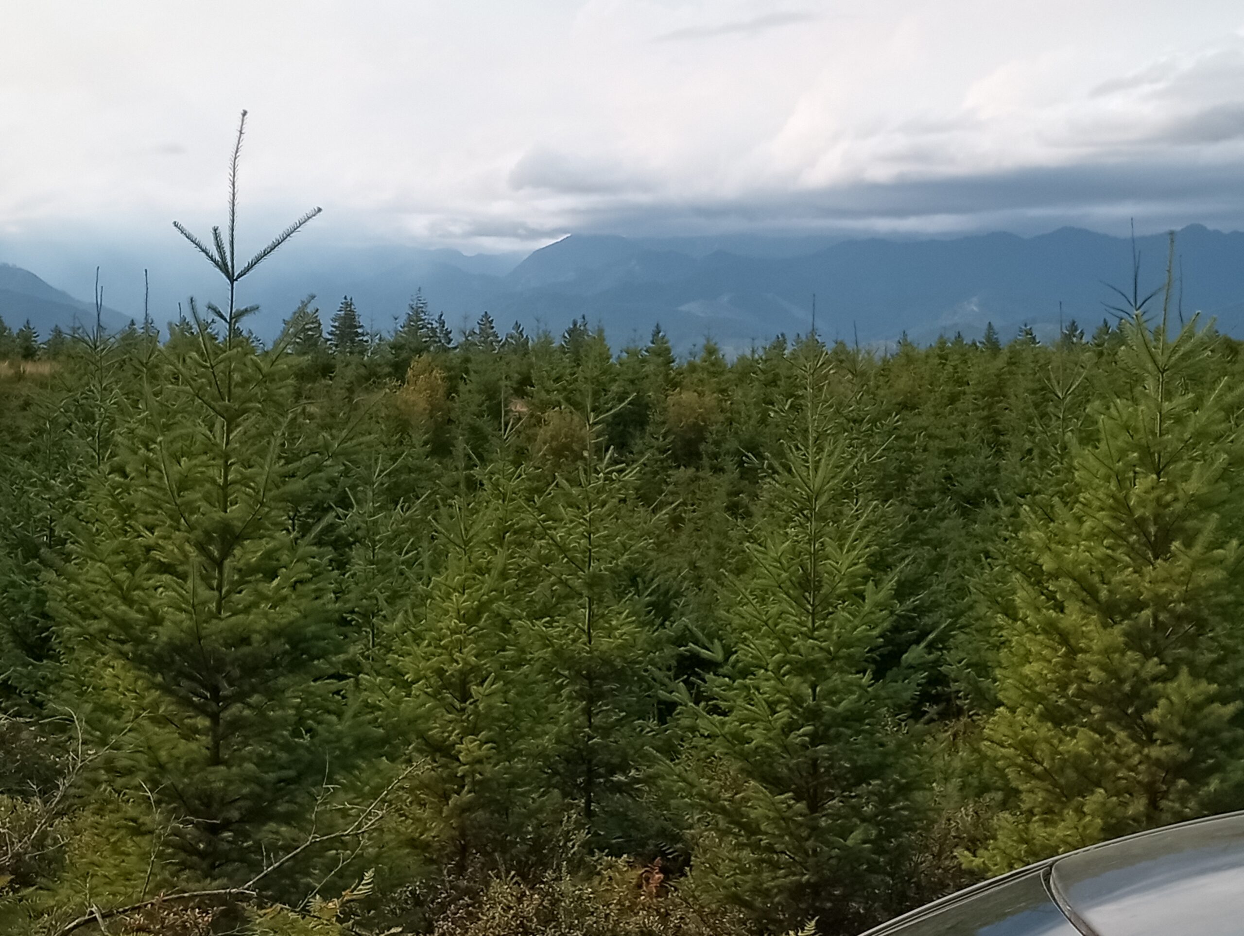 Presenting Empathetic Listening and Restorative Circles as a Bioregional Policy of Conflict Resolution